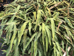 Pyrrosia polydactylos (Previously as P. hastata)