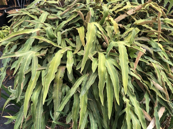 Pyrrosia polydactylos (Previously as P. hastata)