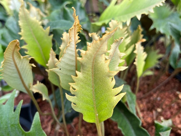 The rippled fern fronds of Pyrrosia lingua 'Keikan (Cockscomb)'