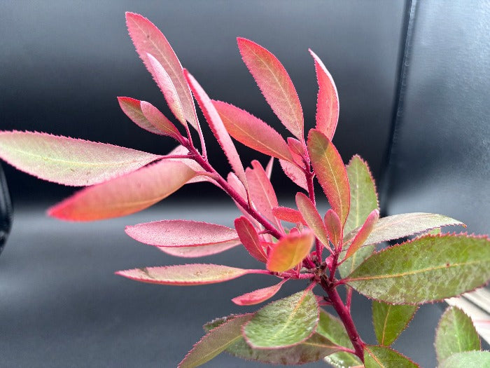 Arbutus arizonica red leaves foliage