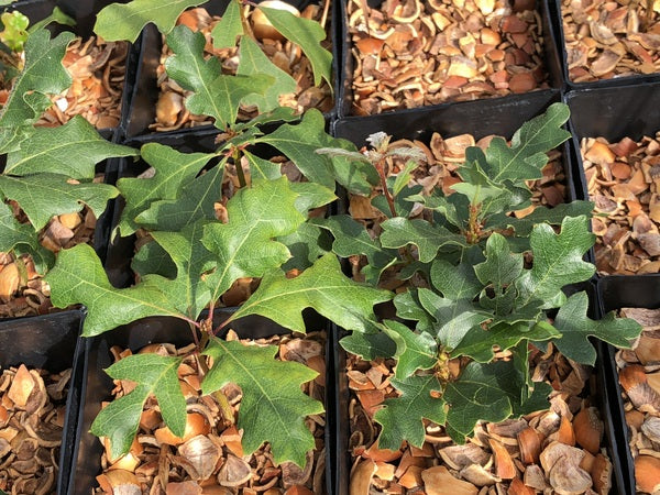Quercus garryana var. semota IB-1286