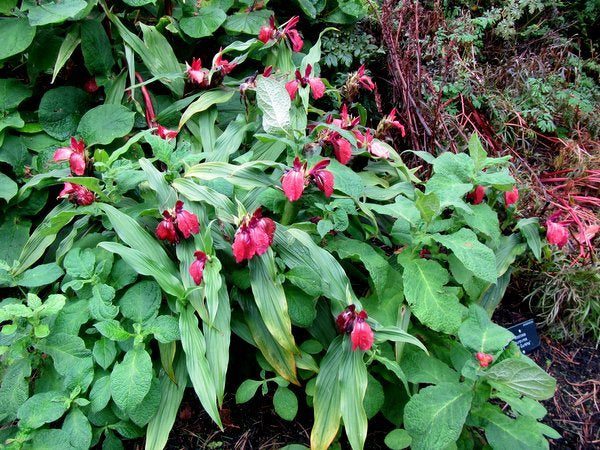 Roscoea purpurea f. rubra  syn. 'Red Gurkha'