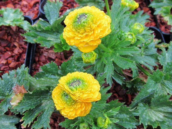 Ranunculus constantinopolitanus 'Plenus'