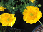 Ranunculus gouanii