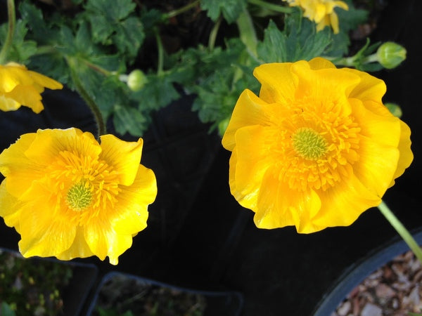 Ranunculus gouanii