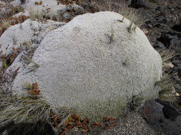 Raoulia albosericea