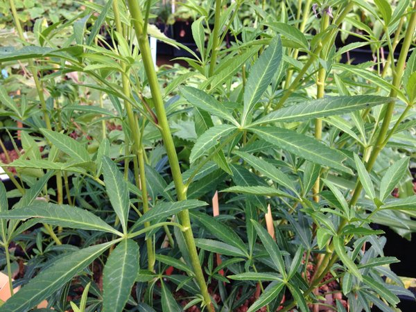 Raukaua laetevirens (syn. Pseudopanax)