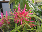 Rhododendron stenopetalum 'Linearifolium'
