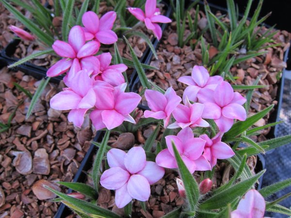 Rhodohypoxis 'Rosie Lee'