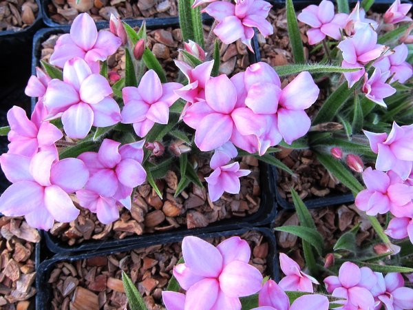 Rhodohypoxis 'Stella'