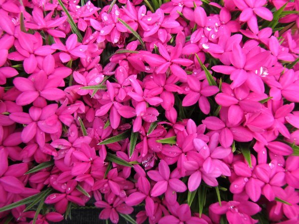 Rhodohypoxis baurii 'Tetra Red'