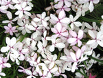 Rhodohypoxis baurii 'Apple Blossom'