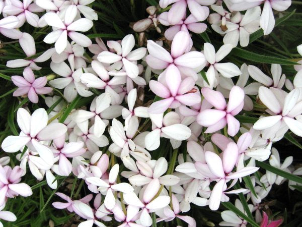 Rhodohypoxis baurii 'Apple Blossom'