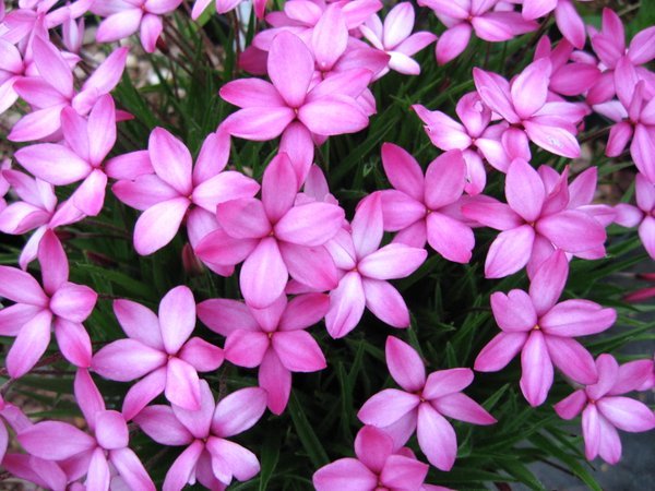 Rhodohypoxis baurii 'Pintado'