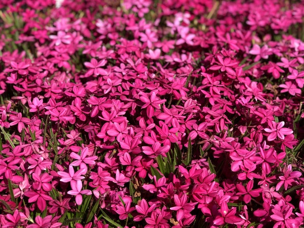 Rhodohypoxis 'Great Scot'