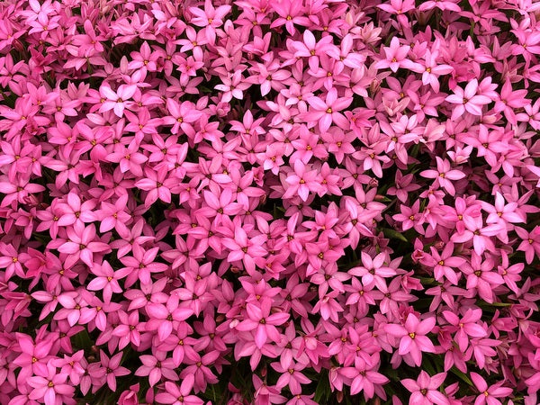 Rhodohypoxis 'Hebron Farm Cerise'