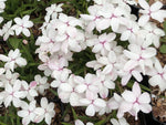 Rhodohypoxis - White (aka Matt's White)