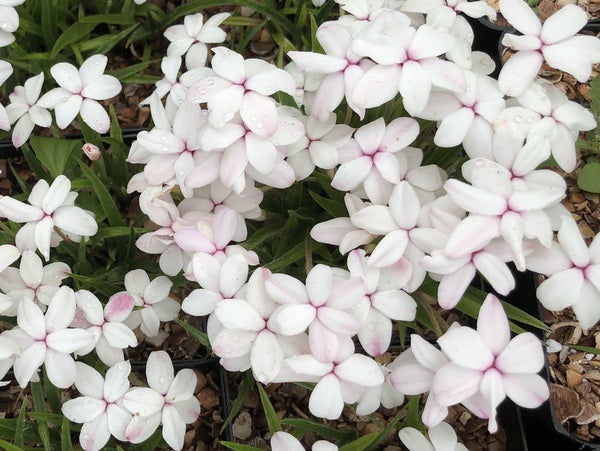 Rhodohypoxis - White (aka Matt's White)