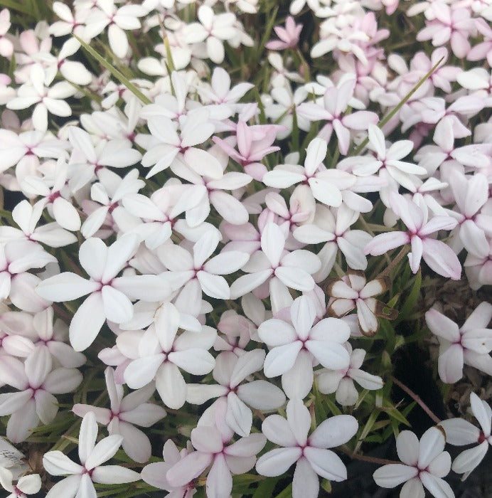 White flowers of Rhodohypoxis baurii 'Ruth'