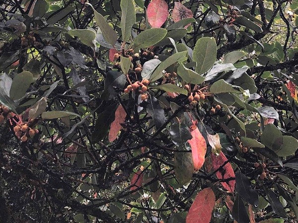 Rhodoleia parvipetala YuGu 033