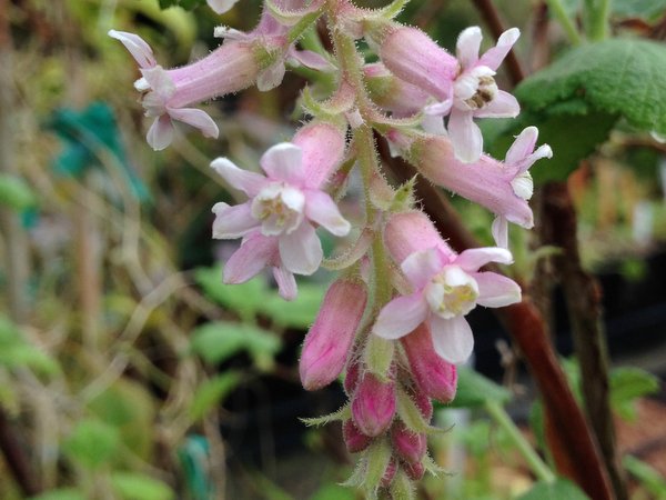 Ribes malvaceum var. viridifolium 'Ortega Beauty'