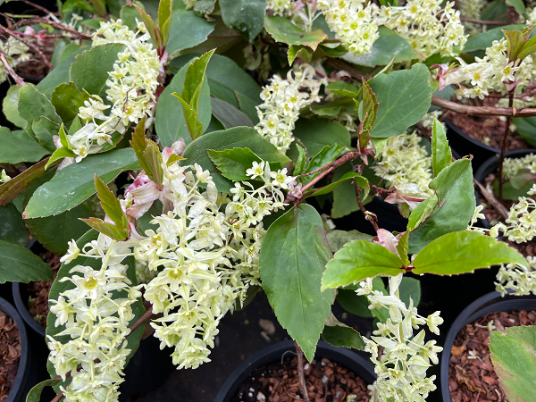 White flower clusters of Ribes laurifolium 'Amy Doncaster'