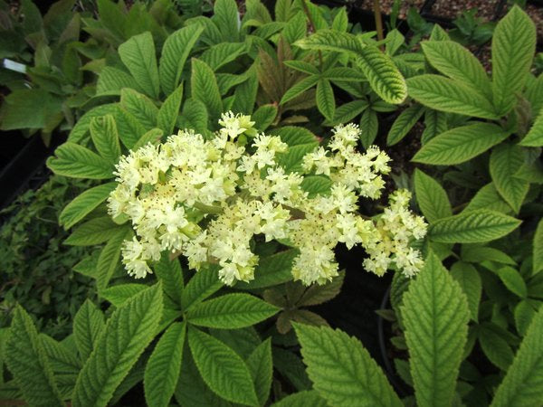Rodgersia pinnata MD97