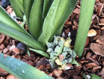 Rohdea aurantiaca MD97-099 (syn. Tupistra)
