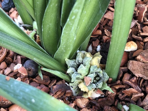 Rohdea aurantiaca MD97-099 (syn. Tupistra)