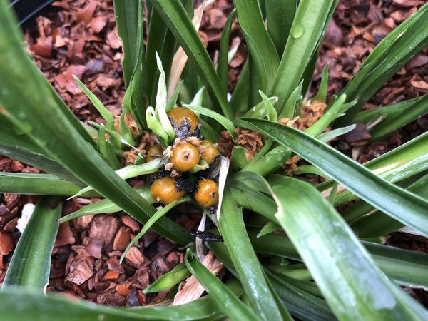 Rohdea aurantiaca MD97-099 (syn. Tupistra)