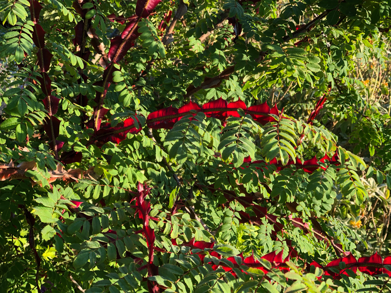 Rosa omeiensis f. pteracantha 'Red Menace'