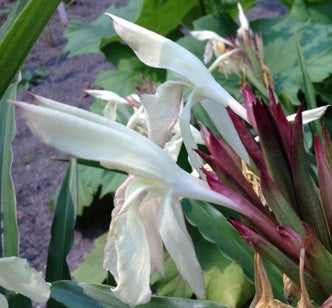 Roscoea x beesiana 'Alba'