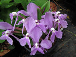 Roscoea humeana - Early Form
