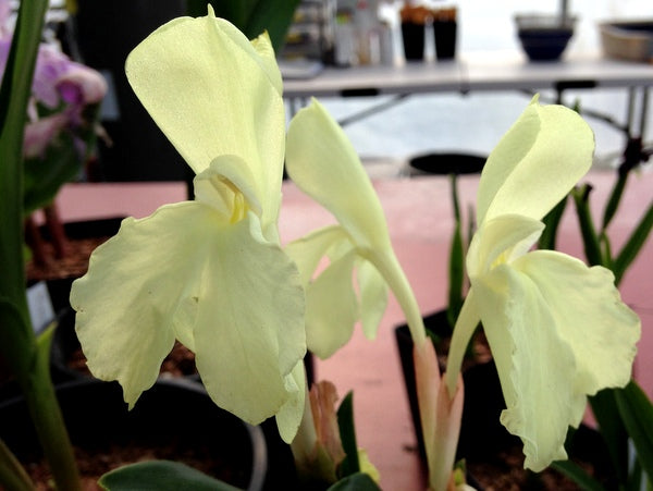 Roscoea humeana 'Long Acre Sunrise'