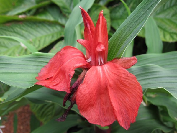 Roscoea purpurea f. rubra  syn. 'Red Gurkha'