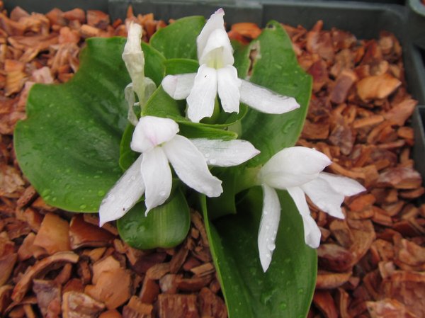 Roscoea tibetica f. alba