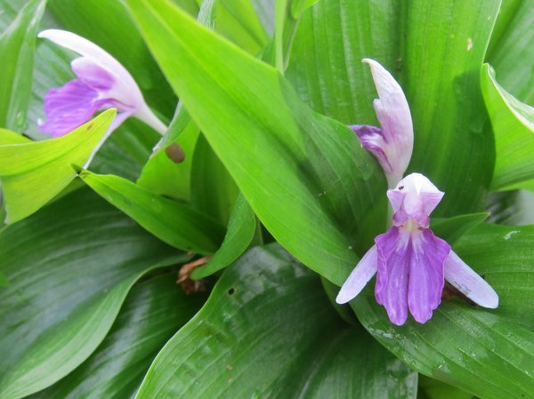 Roscoea tibetica f. albo-roseus