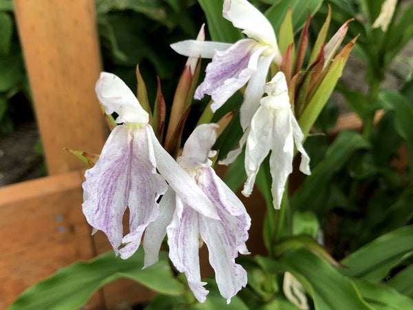 Roscoea x beesiana 'Monique'