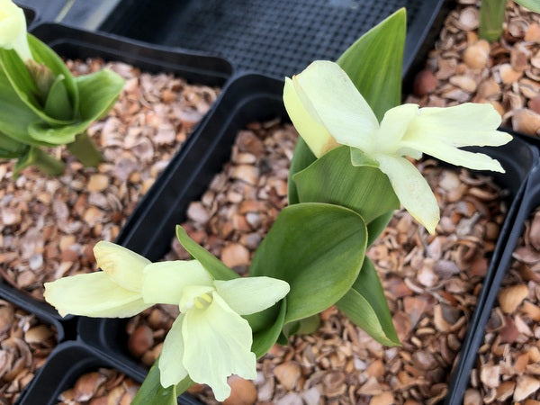 Roscoea 'Harvington Raw Silk' AGM