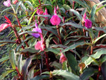 Roscoea 'Far Reaches Red Group'