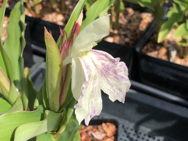 Roscoea x beesiana