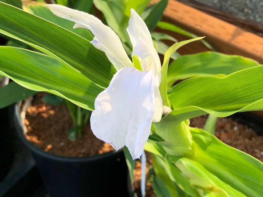 Roscoea 'Great White'