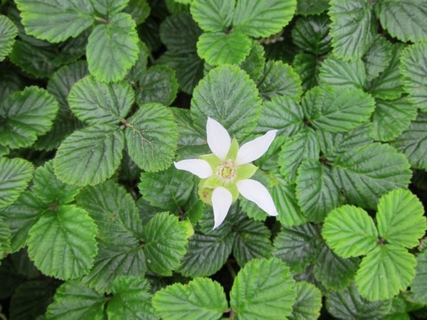 Rubus fockeanus MD 97118