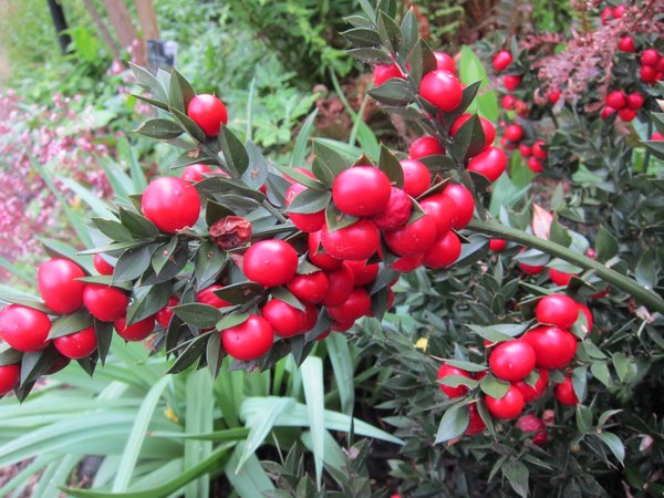 Ruscus aculeatus - hermaphrodite form