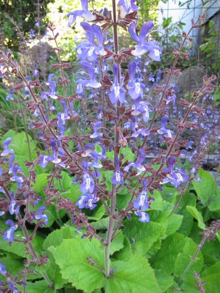 Salvia forskaehlei