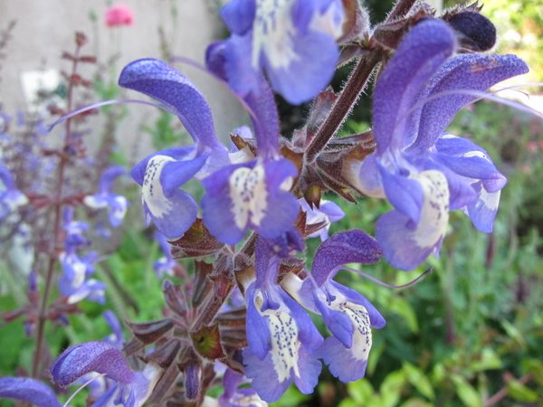 Salvia forskaehlei