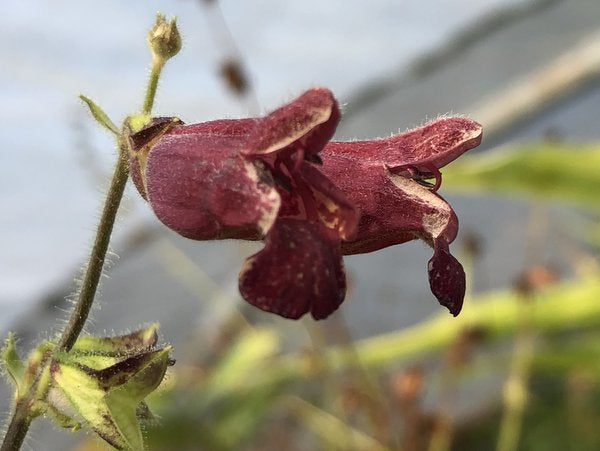 Salvia brevilabra DJH 04