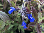Salvia sinaloensis