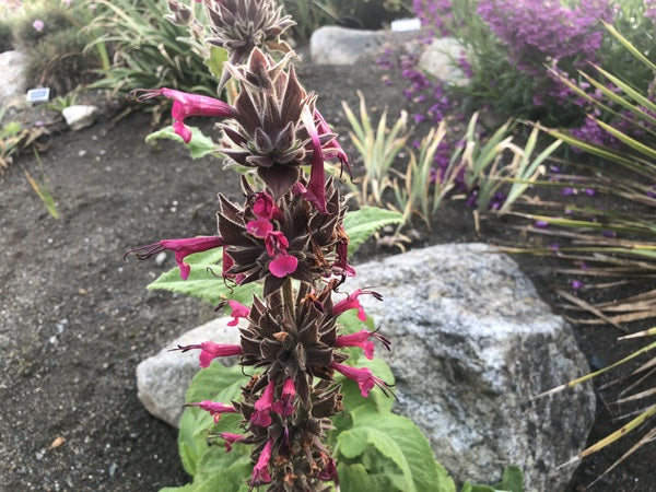 Salvia spathacea