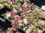 Salvia staminea